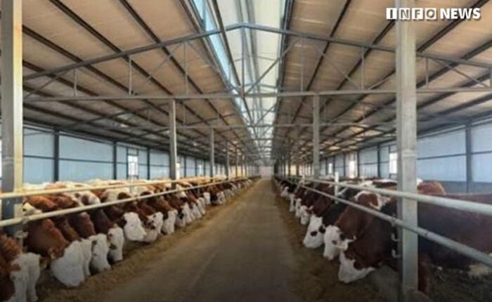 farm house Cattle