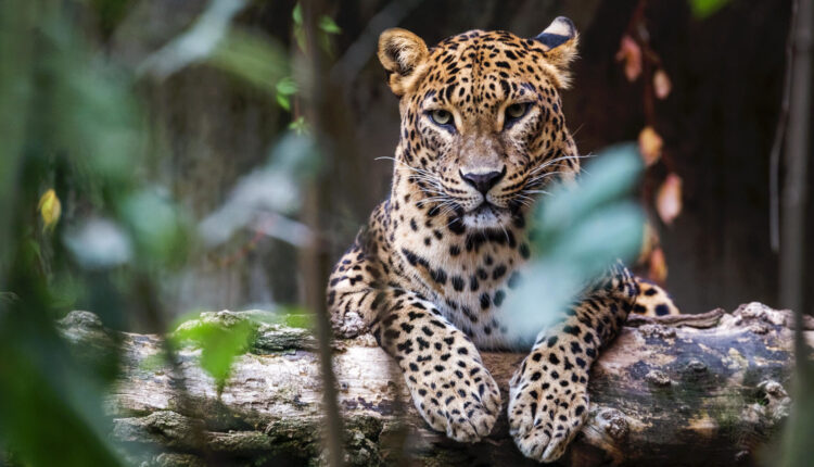 sri lanka leopard asian 1536x864 1