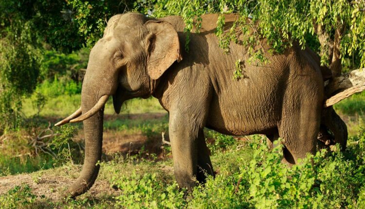 yala national park sri lanka elephant 1536x864 1