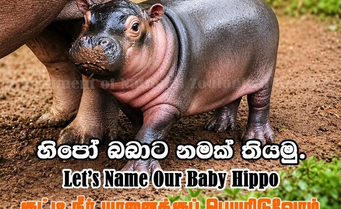 Baby hippo