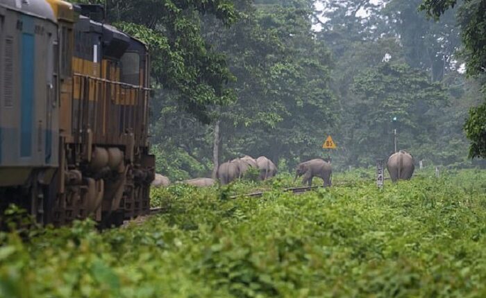 Elephant 2
