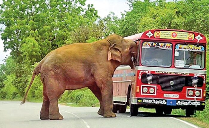 Elephant Kataragama road
