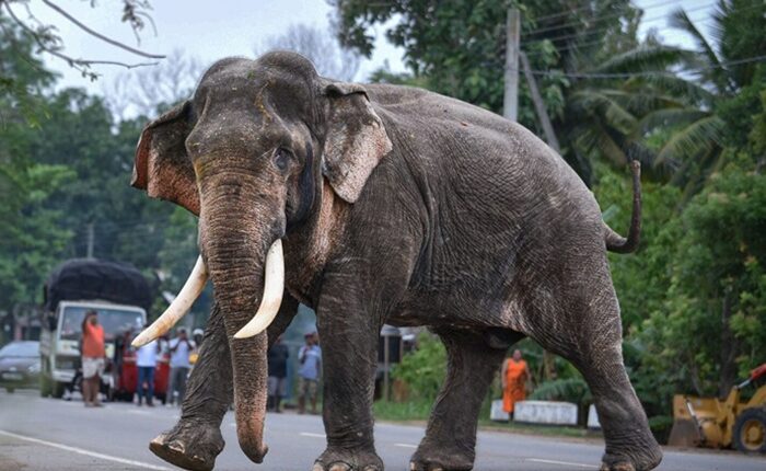 Kavantissa elephant2