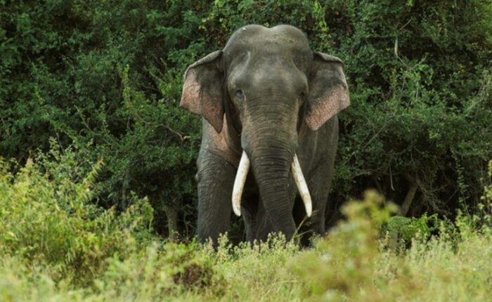 Kawanthissa elephant