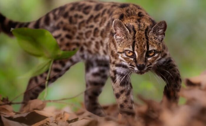 Wild Cat species