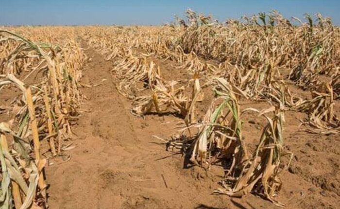 drought crops