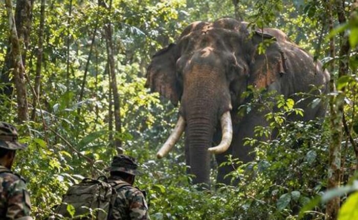 Agbo tusker elephant
