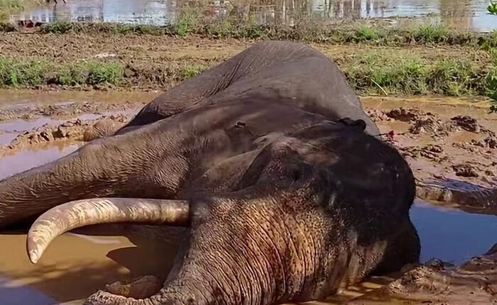 Kawanthissa Tusker