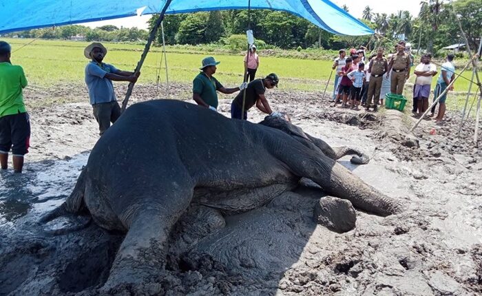 Samanthurai elephant 2