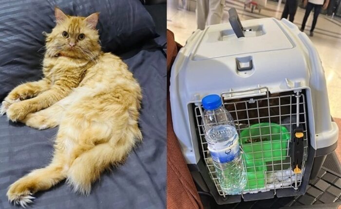 missing cat Dubai