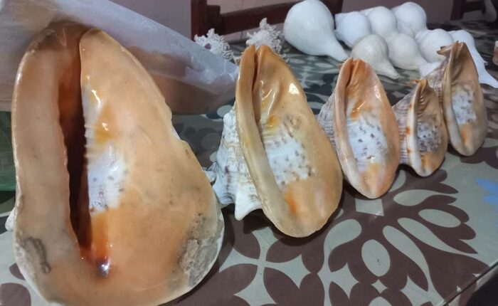 sea shells wildlife dept